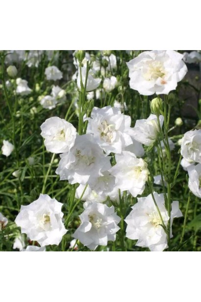 Кампанула / Дзвоники Елізабет Вайт